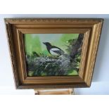 unsigned watercolour of a Magpie in nest framed 26cm x 31cm