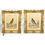 A pair of watercolours, inset with bird feathers depicting quail and meadowlark, 39 x 29.5cm, both