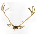 A large pair of antlers on partial scull, width approx. 85cm.