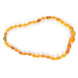 A butterscotch amber bead necklace with a 9ct yellow gold fancy clasp, largest bead 15 x 12mm,