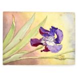 S HARRIS OXTON (British fl 1886-1930); watercolour 'Purple Iris', study of flag iris, titled,