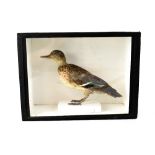 A taxidermy of a tern in a black lacquered and glazed box, 27 x 37cm.