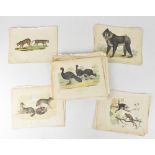 19th century colour engraved plates, each depicting a separate wild animal,