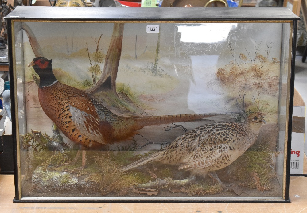 A taxidermy display of a pheasant cock and hen within a naturalistic setting,