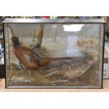 A taxidermy display of a pheasant cock and hen within a naturalistic setting,