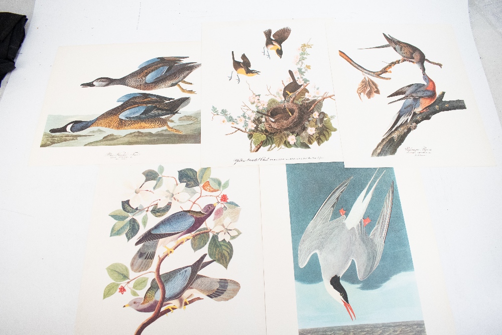 DOCK (G), THE AUDUBON FOLIO, with 33 loose colour plates and text booklet, Harry Abrams, 1964 (1). - Image 3 of 8