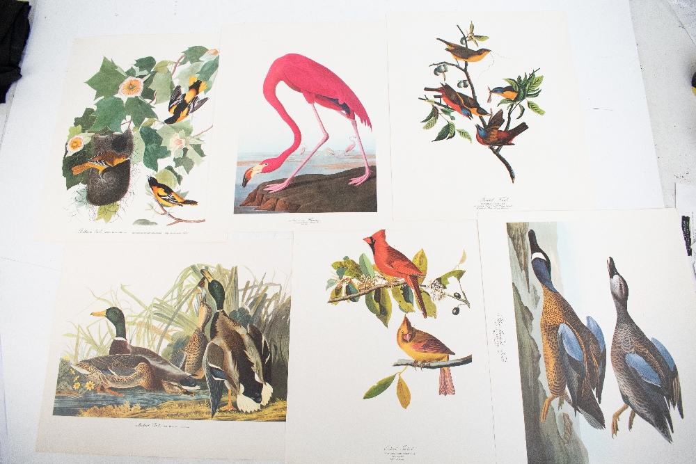 DOCK (G), THE AUDUBON FOLIO, with 33 loose colour plates and text booklet, Harry Abrams, 1964 (1). - Image 8 of 8