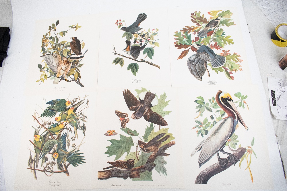 DOCK (G), THE AUDUBON FOLIO, with 33 loose colour plates and text booklet, Harry Abrams, 1964 (1). - Image 6 of 8