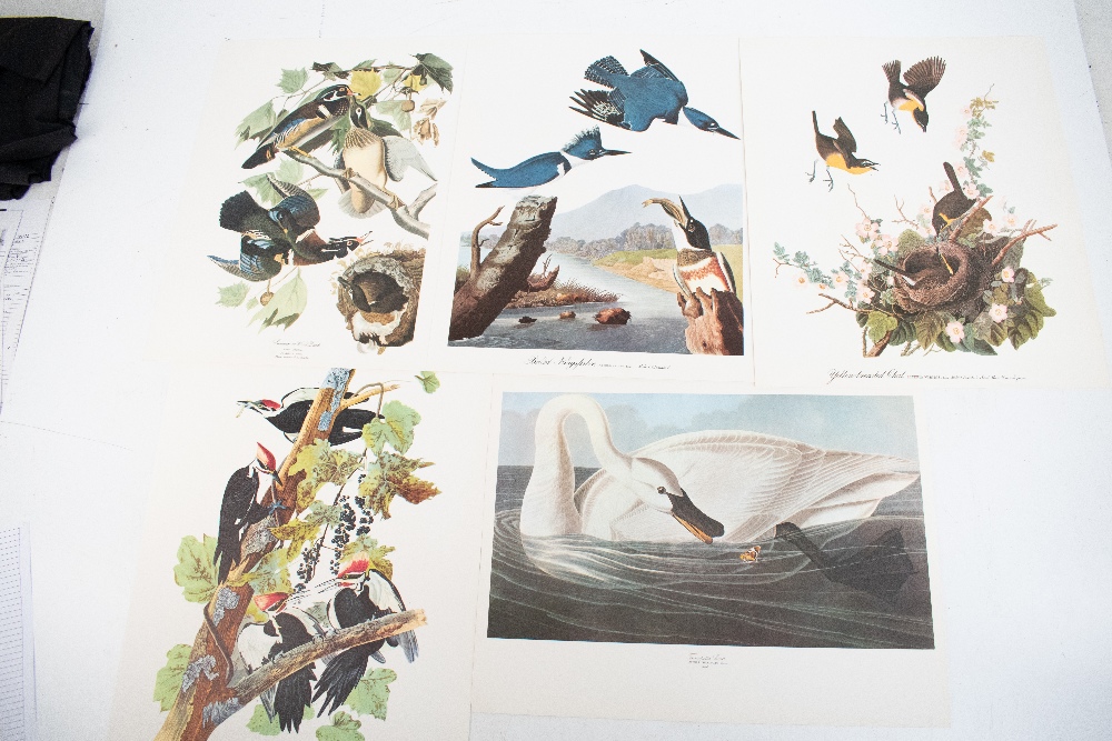 DOCK (G), THE AUDUBON FOLIO, with 33 loose colour plates and text booklet, Harry Abrams, 1964 (1). - Image 7 of 8