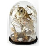 An Edwardian taxidermy display of a Tawny Owl (Strix Aluco) sitting on a branch in a naturalistic