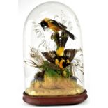 A taxidermy of two tropical birds in stylised lush setting,