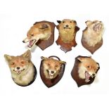 TAXIDERMY;  six fox heads mounted on oak shield plaques, including an example bearing label for