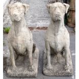 A large pair of reconstituted Great Dane garden ornaments, modelled seated on their hind legs,