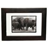 MARTYN COLBECK; photo lithograph, elephants, signed and numbered 1/50, the image approx 35 x 52cm,