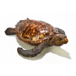 TAXIDERMY; a hawksbill sea turtle (eretmochelys imbricata), in swimming motion, length 40cm.