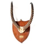 A set of early 20th century African antelope horns mounted on oak shield with brass plaque 'Letchwa