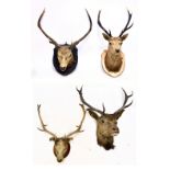 TAXIDERMY; three large stag (cervidae) heads, two examples mounted on shields, also a smaller