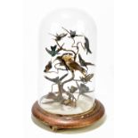 TAXIDERMY; an early 20th century taxidermy of thirteen hummingbirds perching on branches, in a glass