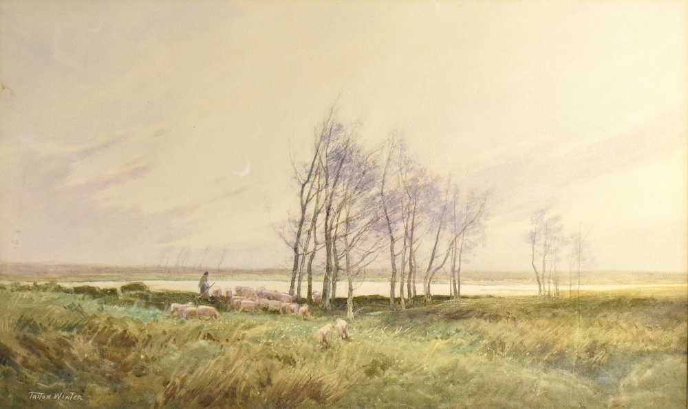 WILLIAM TATTON WINTER (1855-1928); large watercolour, rural scene with sheep, signed, 43.5 x 73cm, - Image 2 of 4