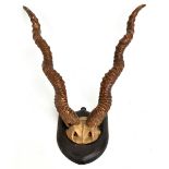 TAXIDERMY; a pair of antlers on oak shield shaped back plate, length 53cm.Additional