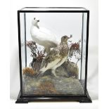 TAXIDERMY; a cased male and female ptarmigan (lagopus lagopus), set in naturalistic setting,