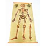 J TECK; a 1950s St John's human anatomical chart, on linen back, length 163cm.