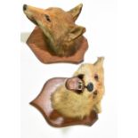 TAXIDERMY; a pair of fox heads on oak shield mounts (2).Additional InformationBoth dusty and with