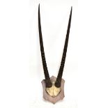 TAXIDERMY; a mounted pair of gazelle antlers, on oak shield shaped backplate, overall length 106cm.