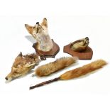 TAXIDERMY; a fox head (vulpes) mounted on an oak shield, height 29cm, together with a further fox