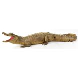 A late 19th/early 20th century taxidermy caiman, shown with curved tail,