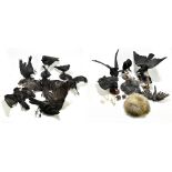 A collection of thirteen taxidermy crows performing different actions including an example