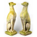 A pair of reconstituted stone figures of seated greyhounds, on square section bases,