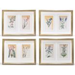 CURTIS; eight early 19th century hand coloured botanical prints, framed as four pairs, 21 x 13cm,