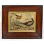 A 19th century colour print of pheasant, in a mahogany cushion frame, overall size 48 x 58cm.