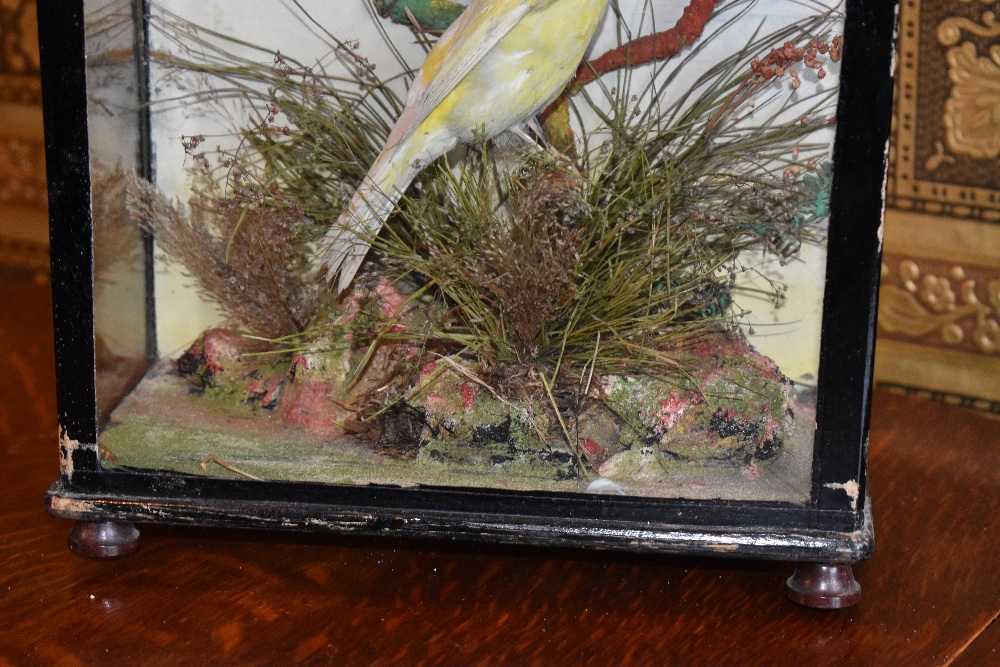 A 19th century taxidermy canary, in case with naturalistic setting, with a label verso for 'T - Bild 3 aus 6