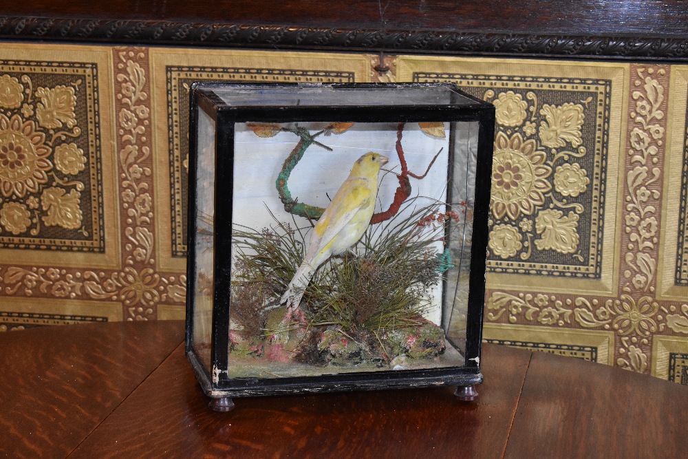 A 19th century taxidermy canary, in case with naturalistic setting, with a label verso for 'T