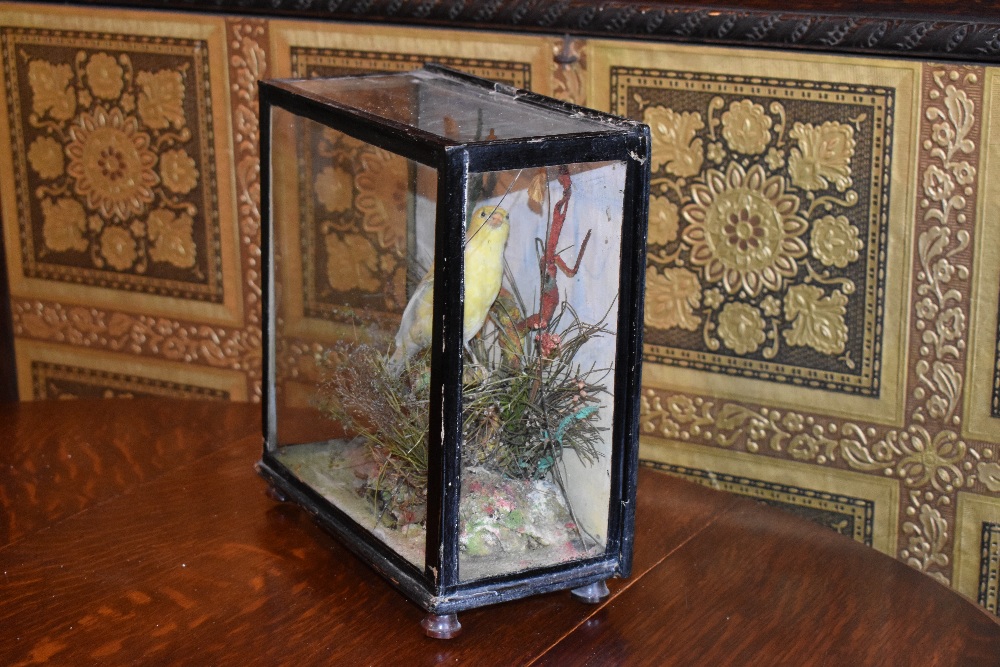 A 19th century taxidermy canary, in case with naturalistic setting, with a label verso for 'T - Bild 4 aus 6