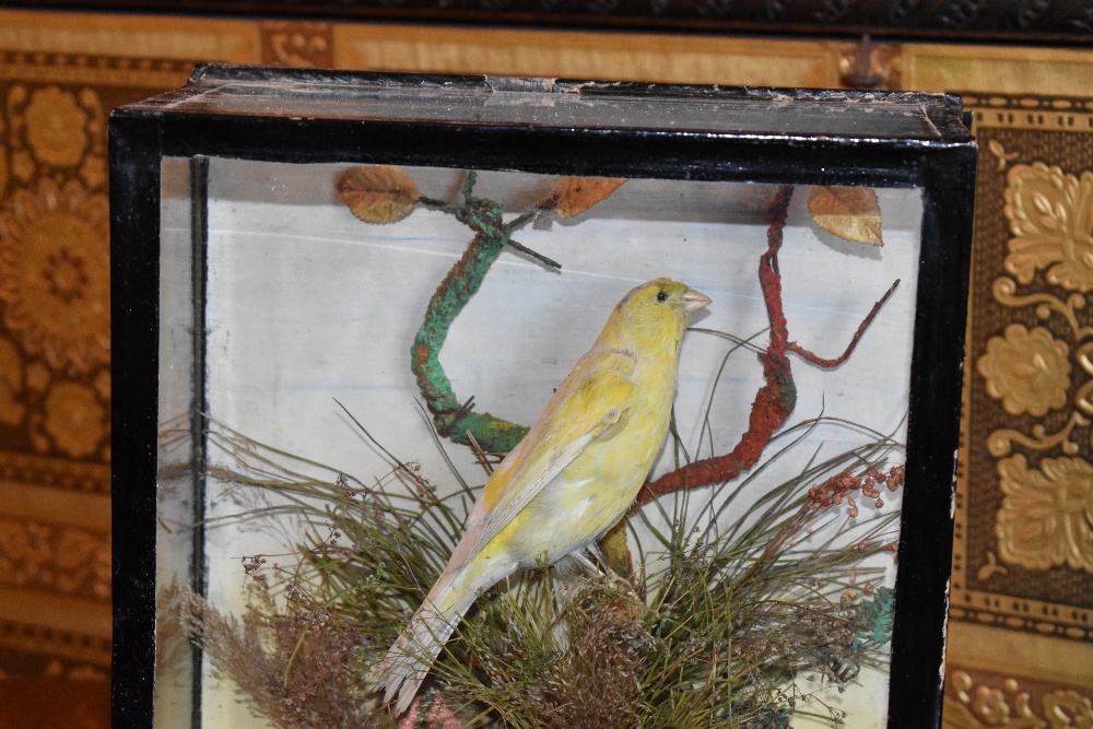 A 19th century taxidermy canary, in case with naturalistic setting, with a label verso for 'T - Bild 2 aus 6