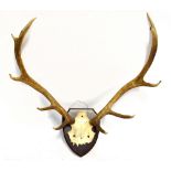 TAXIDERMY; an eleven point pair of antlers on shield shaped back plate, height approx 76cm.