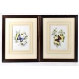 RACHEL DEE; a pair of watercolours depicting insects and floral detail, signed, 21 x 14cm, each