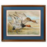 BASIL EDE, REDHEAD DUCKS, SPORTING LITHOGRAPH