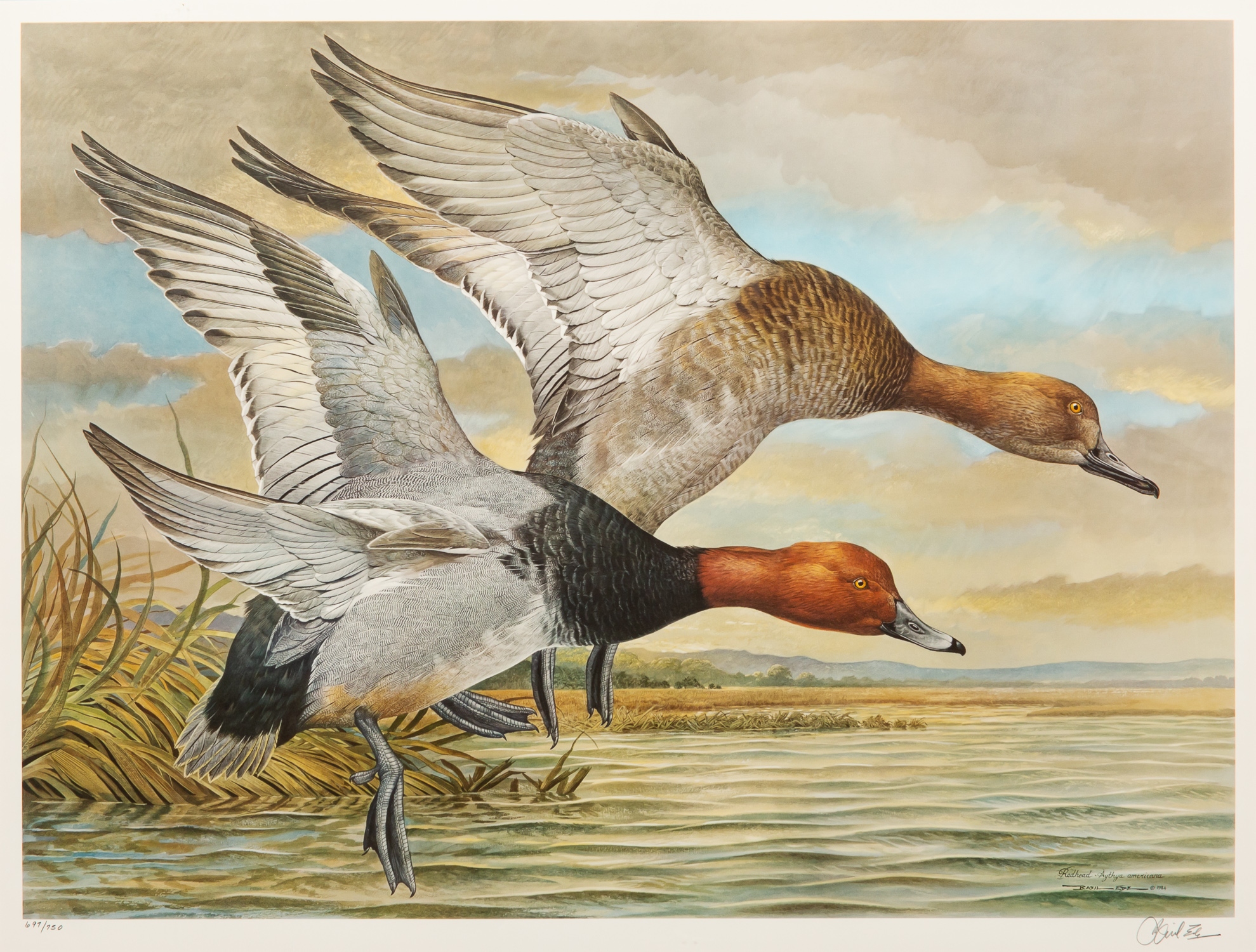 BASIL EDE, REDHEAD DUCKS, SPORTING LITHOGRAPH - Image 4 of 4