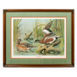 BASIL EDE, AMERICAN WIDGEON DUCKS, SPORTING LITHO