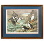 BASIL EDE, ATLANTIC PUFFIN, ORNITHOLOGICAL PRINT