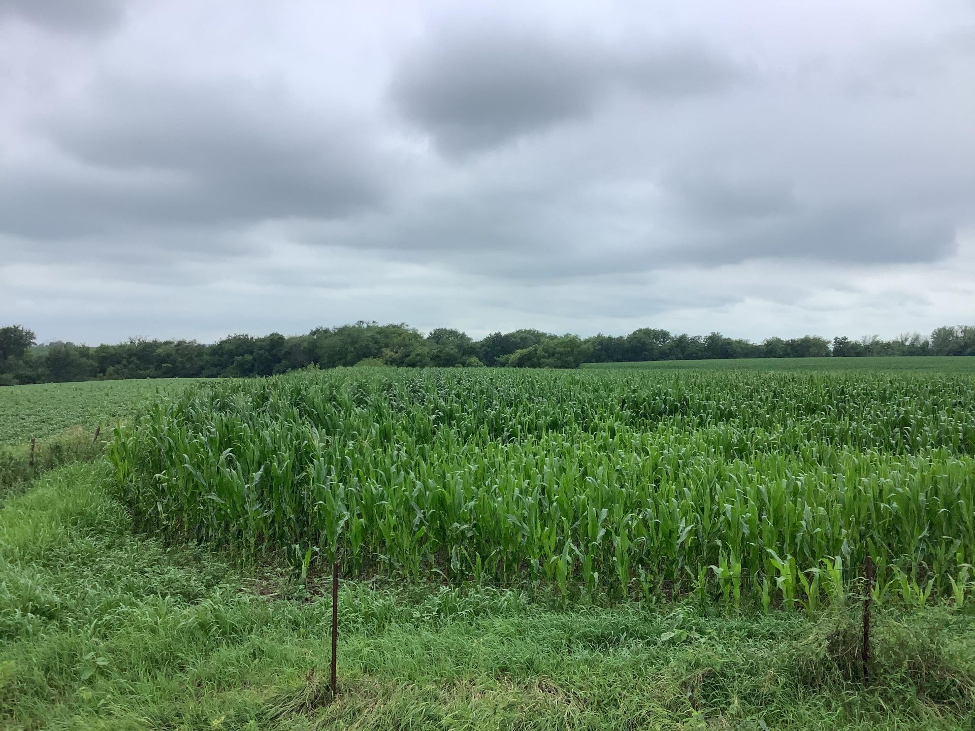 Jefferson County 78 Acres M/L Farm for Auction - Image 2 of 12