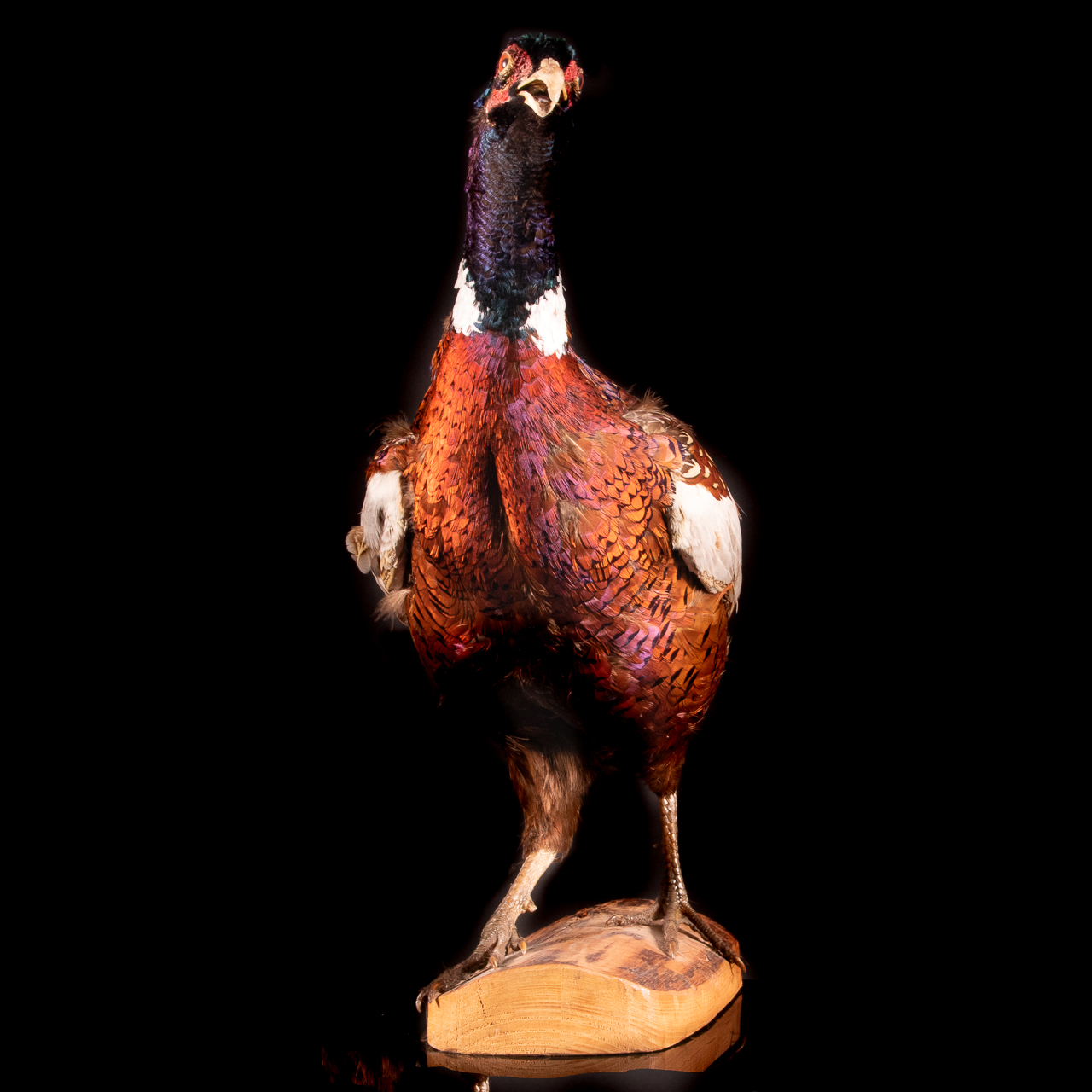 Taxidermy Phesant Bird - Image 3 of 6