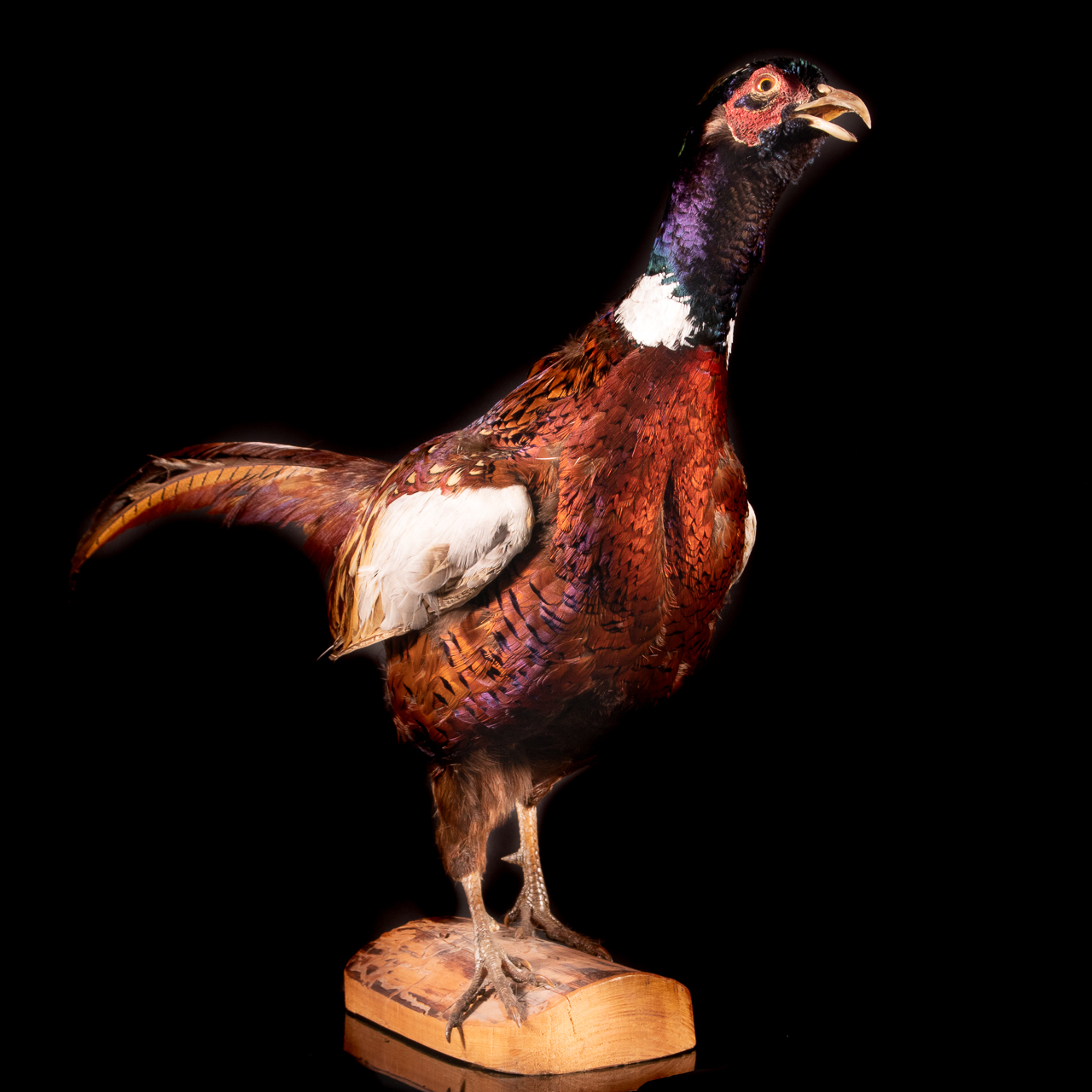 Taxidermy Phesant Bird - Image 4 of 6