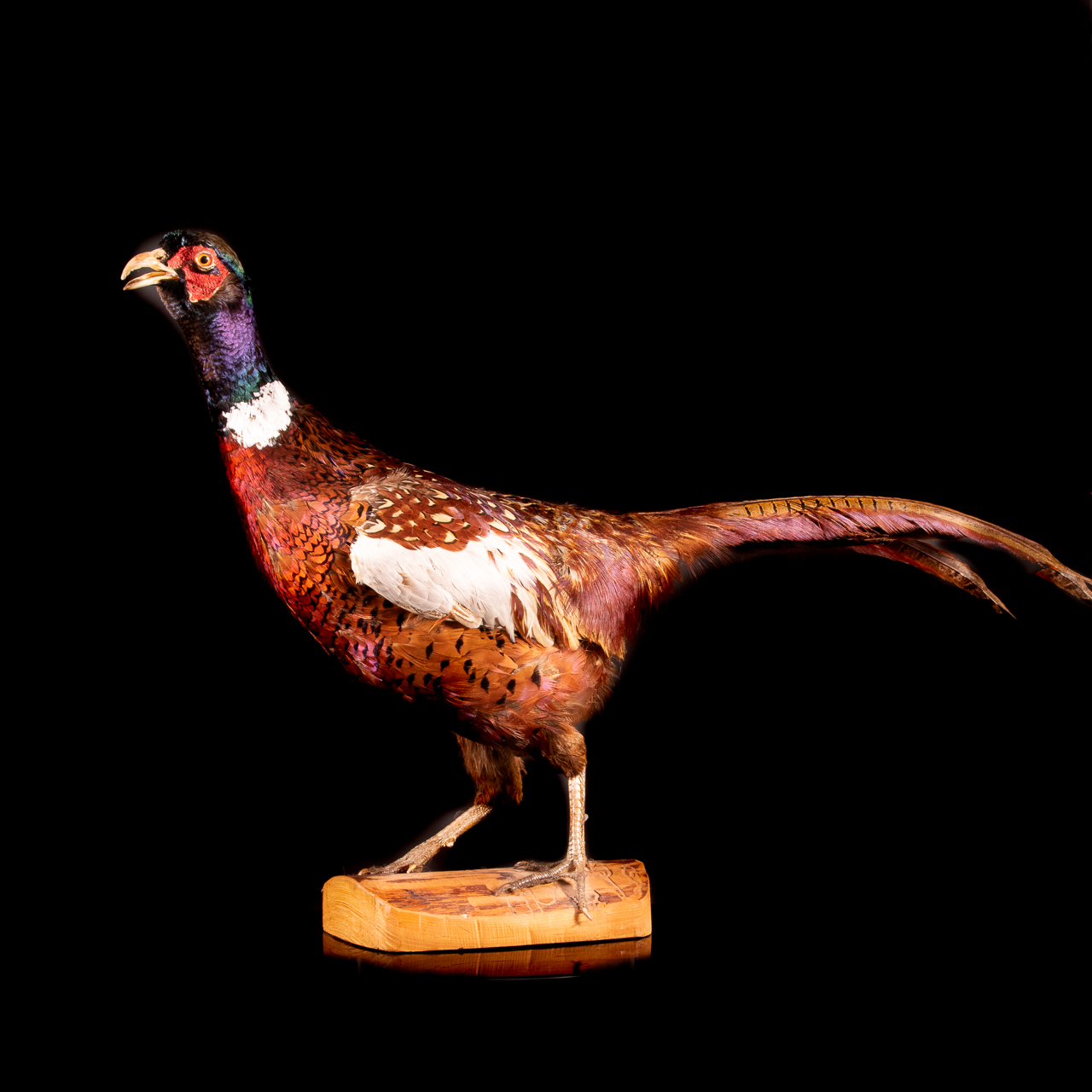 Taxidermy Phesant Bird