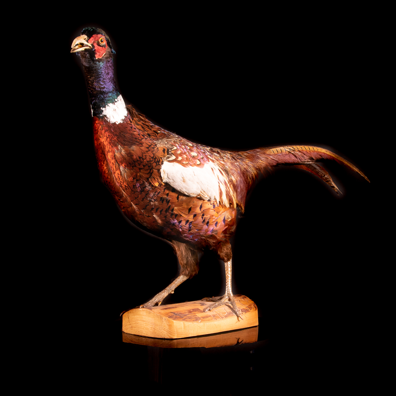 Taxidermy Phesant Bird - Image 2 of 6