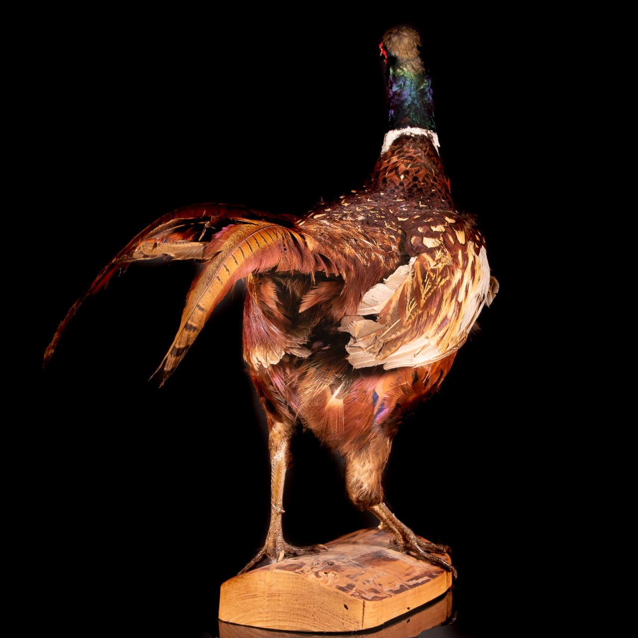 Taxidermy Phesant Bird - Image 6 of 6